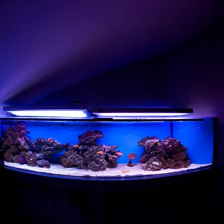 The Bonerowski Palace Boutique 酒店 5*